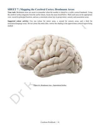 Cerebrum Workbook | 14
SHEET 7 | Mapping the Cerebral Cortex: Brodmann Areas
Your task: Brodmann areas are easier to remember when the number is linked to a visible cortical landmark. Using
the cerebral surface diagrams from the earlier sheets, locate the areas listed below. Mark each area on the appropriate
view, record its principal function, and use a consistent colour key to group motor, sensory and association areas.
Suggested colour activity: Use one colour for motor areas, a second for sensory areas, and a third for
association/language areas. Do not colour the entire lobe; restrict the shading to the approximate cortical region being
studied.
Figure 6A. Broadmann Area – Superolateral Surface
 