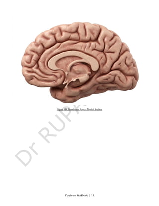 Cerebrum Workbook | 15
Figure 6B. Broadmann Area – Medial Surface
 