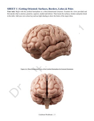 Cerebrum Workbook | 3
SHEET 1 | Getting Oriented: Surfaces, Borders, Lobes & Poles
Your task: Begin with the cerebral hemisphere as a three-dimensional structure. Examine the views provided and
first decide what is anterior, posterior, superior, medial and inferior. Then locate the surfaces, borders and poles listed
in the table. Add your own colour key and use light shading to show the limits of the major lobes.
Figure 1A. Three-Dimensional View of the Cerebral Hemisphere for External Orientation
 