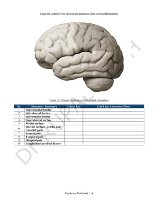 Cerebrum Workbook | 4
Figure 1B. Anterior View showing the Separation of the Cerebral Hemispheres
Figure 1C. External Landmarks of the Cerebral Hemisphere
No. Structure / landmark Colour Key One-Line Anatomical Note
1 Superomedial border
2 Inferolateral border
3 Inferomedial border
4 Superolateral surface
5 Medial surface
6
Inferior surface - orbital and
tentorial parts
7 Frontal pole
8 Temporal pole
9 Occipital pole
10 Longitudinal cerebral fissure
 