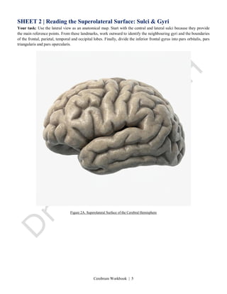 Cerebrum Workbook | 5
SHEET 2 | Reading the Superolateral Surface: Sulci & Gyri
Your task: Use the lateral view as an anatomical map. Start with the central and lateral sulci because they provide
the main reference points. From these landmarks, work outward to identify the neighbouring gyri and the boundaries
of the frontal, parietal, temporal and occipital lobes. Finally, divide the inferior frontal gyrus into pars orbitalis, pars
triangularis and pars opercularis.
Figure 2A. Superolateral Surface of the Cerebral Hemisphere
 