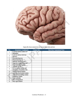 Cerebrum Workbook | 6
Figure 2B. Closer Lateral View for Tracing Major Sulci and Gyri
No. Structure / Landmark Colour Key One-Line Anatomical Note
1
Central sulcus (sulcus of
Rolando)
2
Lateral sulcus (Sylvian
fissure)
3 Precentral gyrus
4 Postcentral gyrus
5 Inferior frontal gyrus
6 Superior temporal gyrus
7 Supramarginal gyrus
8 Angular gyrus
9
Pre-occipital notch and
imaginary boundary line
10 Stem of lateral sulcus
11 Anterior horizontal ramus
12 Anterior ascending ramus
13 Posterior ramus
14 Pars orbitalis
15 Pars triangularis
16 Pars opercularis
 