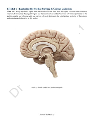 Cerebrum Workbook | 7
SHEET 3 | Exploring the Medial Surface & Corpus Callosum
Your task: Study the medial aspect from the midline outward. First trace the corpus callosum from rostrum to
splenium. Next identify the cingulate region and the medial cortical landmarks around it. Continue posteriorly to the
parieto-occipital and calcarine sulci, and use two colours to distinguish the broad cortical territories of the anterior
and posterior cerebral arteries on this surface.
Figure 3A. Medial View of the Cerebral Hemisphere
 