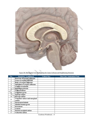 Cerebrum Workbook | 8
Figure 3B. Mid-Sagittal View Highlighting the Corpus Callosum and Neighbouring Structures
No. Structure / Landmark Colour Key One-Line Anatomical Note
1 Rostrum of corpus callosum
2 Genu of corpus callosum
3 Body of corpus callosum
4 Splenium of corpus callosum
5 Lamina terminalis
6 Indusium griseum
7 Callosal sulcus
8 Cingulate gyrus
9 Forceps major
10 Forceps minor
11
Cingulate sulcus and marginal
ramus
12 Paracentral lobule
13 Medial frontal gyrus
14 Precuneus
15 Cuneus
16 Parieto-occipital sulcus
17 Calcarine sulcus
 