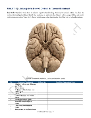 Cerebrum Workbook | 9
SHEET 4 | Looking from Below: Orbital & Tentorial Surfaces
Your task: Orient the brain from its inferior aspect before labelling. Separate the anterior orbital part from the
posterior tentorial part and then identify the landmarks in relation to the olfactory sulcus, temporal lobe and medial
occipitotemporal region. Trace the H-shaped orbital sulcus rather than treating the orbital gyri as isolated structures.
Figure 4. Inferior View of the Brain Used to Study the Basal Surface
No. Structure / landmark Colour Key One-Line Anatomical Note
1
Olfactory sulcus and olfactory
tract/bulb
2 Gyrus rectus
3
H-shaped orbital sulcus and
orbital gyri
4 Uncus
5
Collateral sulcus and rhinal
sulcus
6 Parahippocampal gyrus
7
Medial occipitotemporal
gyrus
8
Lateral occipitotemporal
gyrus
9 Anterior perforated substance
 