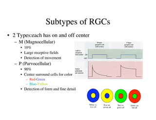 Anatomy of the Human Eye ( PDFDrive ).pdf