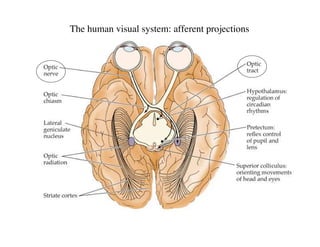 Anatomy of the Human Eye ( PDFDrive ).pdf