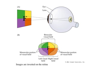 Anatomy of the Human Eye ( PDFDrive ).pdf