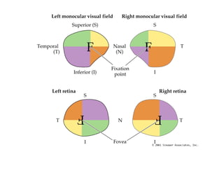 Anatomy of the Human Eye ( PDFDrive ).pdf