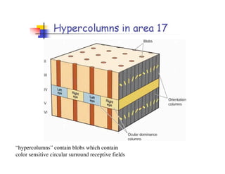Hyper Collums Anatomy of the Human Eye ( PDFDrive ).pdf