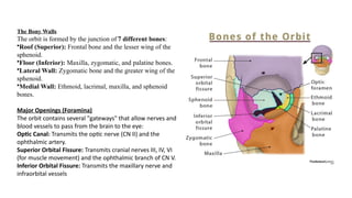 Anatomy, History, and Examination of the Human Eye | PPTX