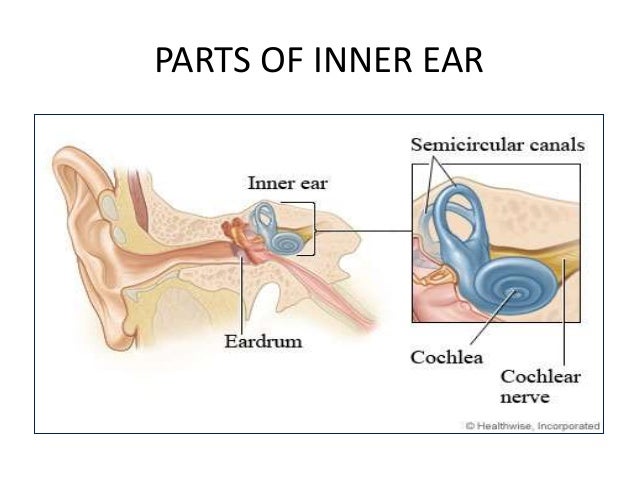 Anatomy of the inner ear