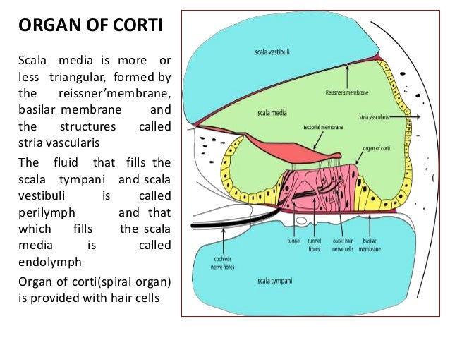 Cochlea Diagram Scala Media