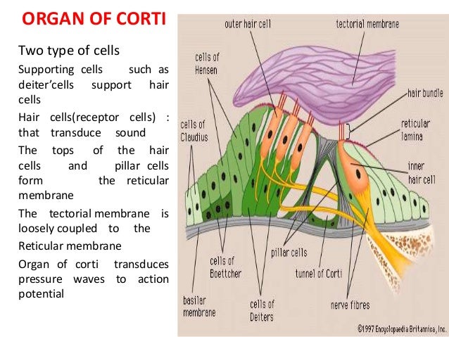 Anatomy of the inner ear