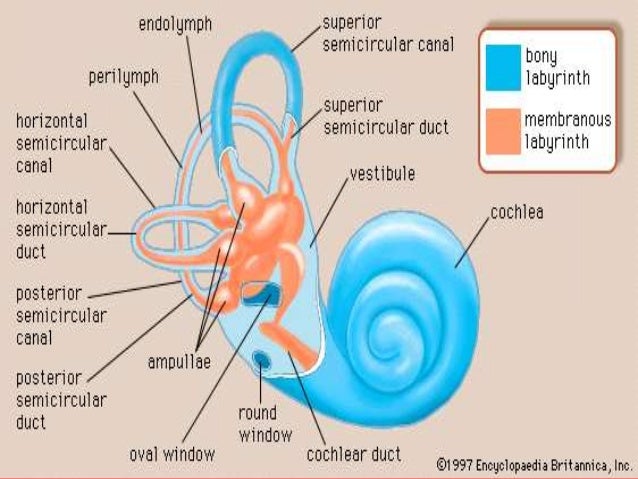 Anatomy of the inner ear
