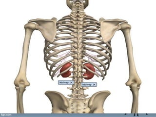 Disc Kidney Anatomy of the kidney | PPT