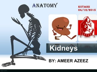 Kidneys
BY: AMEER AZEEZ
KUTAISI
04/12/2015
ANATOMY
 