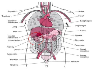 Anatomy of the kidney Slide 16