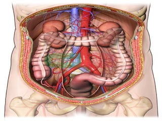 Anatomy of the kidney Slide 18