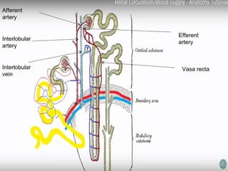 Anatomy of the kidney Slide 27