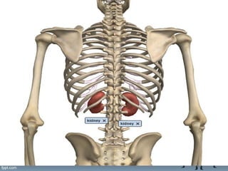 Anatomy of the kidney Slide 5
