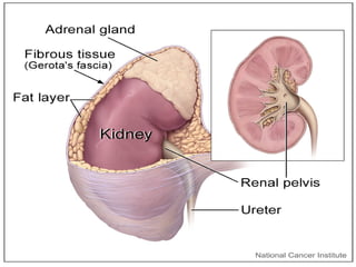 Anatomy of the kidney Slide 7