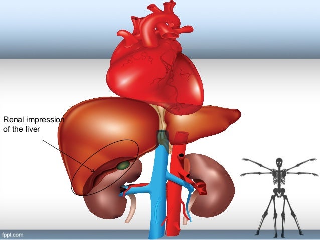 Anatomy Of The Kidney