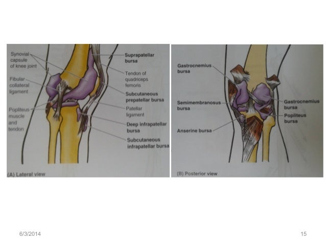 Anatomy of the knee joint