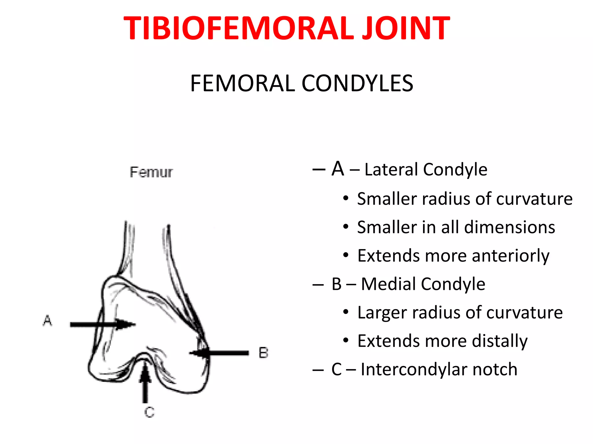 Anatomy of the knee joint | PPTX