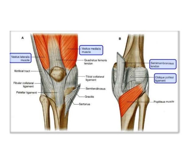 Anatomy of the knee joint