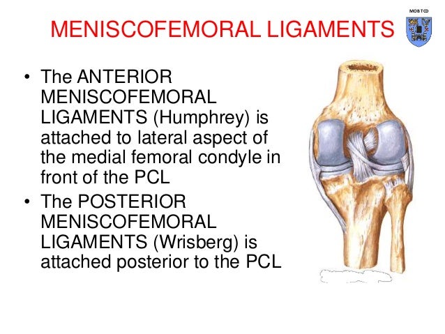 Anatomy of the knee joint