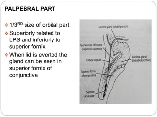 PALPEBRAL PART
1/3RD size of orbital part
Superiorly related to
LPS and inferiorly to
superior fornix
When lid is everted the
gland can be seen in
superior fornix of
conjunctiva
 