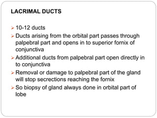 LACRIMAL DUCTS
 10-12 ducts
 Ducts arising from the orbital part passes through
palpebral part and opens in to superior fornix of
conjunctiva
 Additional ducts from palpebral part open directly in
to conjunctiva
 Removal or damage to palpebral part of the gland
will stop secrections reaching the fornix
 So biopsy of gland always done in orbital part of
lobe
 