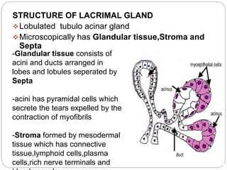 STRUCTURE OF LACRIMAL GLAND
Lobulated tubulo acinar gland
Microscopically has Glandular tissue,Stroma and
Septa
-Glandular tissue consists of
acini and ducts arranged in
lobes and lobules seperated by
Septa
-acini has pyramidal cells which
secrete the tears expelled by the
contraction of myofibrils
-Stroma formed by mesodermal
tissue which has connective
tissue,lymphoid cells,plasma
cells,rich nerve terminals and
 