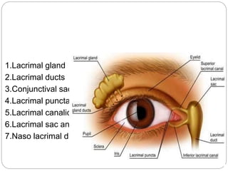 1.Lacrimal gland
2.Lacrimal ducts
3.Conjunctival sac
4.Lacrimal puncta
5.Lacrimal canaliculi
6.Lacrimal sac and
7.Naso lacrimal duct
 