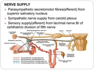 NERVE SUPPLY
 Parasympathetic secretomotor fibres(efferent) from
superior salivatory nucleus
 Sympathetic nerve supply from carotid plexus
 Sensory supply(afferent) from lacrimal nerve Br of
ophthalmic division of fifth nerve
 