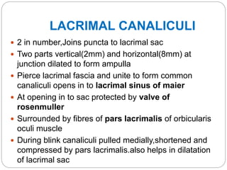 LACRIMAL CANALICULI
 2 in number,Joins puncta to lacrimal sac
 Two parts vertical(2mm) and horizontal(8mm) at
junction dilated to form ampulla
 Pierce lacrimal fascia and unite to form common
canaliculi opens in to lacrimal sinus of maier
 At opening in to sac protected by valve of
rosenmuller
 Surrounded by fibres of pars lacrimalis of orbicularis
oculi muscle
 During blink canaliculi pulled medially,shortened and
compressed by pars lacrimalis.also helps in dilatation
of lacrimal sac
 