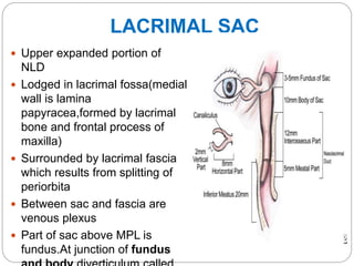 LACRIMAL SAC
 Upper expanded portion of
NLD
 Lodged in lacrimal fossa(medial
wall is lamina
papyracea,formed by lacrimal
bone and frontal process of
maxilla)
 Surrounded by lacrimal fascia
which results from splitting of
periorbita
 Between sac and fascia are
venous plexus
 Part of sac above MPL is
fundus.At junction of fundus
 