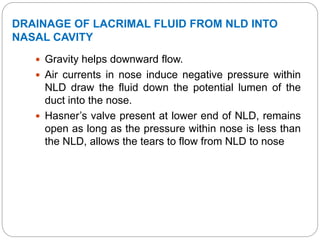 DRAINAGE OF LACRIMAL FLUID FROM NLD INTO
NASAL CAVITY
 Gravity helps downward flow.
 Air currents in nose induce negative pressure within
NLD draw the fluid down the potential lumen of the
duct into the nose.
 Hasner’s valve present at lower end of NLD, remains
open as long as the pressure within nose is less than
the NLD, allows the tears to flow from NLD to nose
 