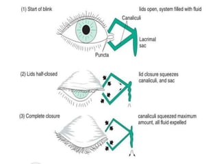 Anatomy of the lacrimal apparatus | PPT
