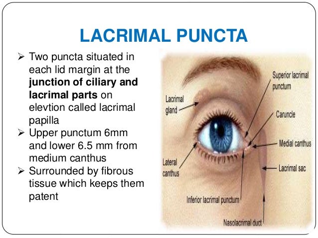 Anatomy of the lacrimal apparatus