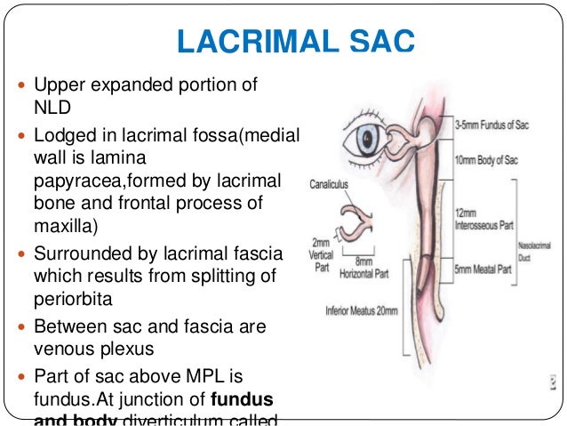 Anatomy of the lacrimal apparatus