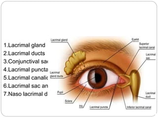1.Lacrimal gland
2.Lacrimal ducts
3.Conjunctival sac
4.Lacrimal puncta
5.Lacrimal canaliculi
6.Lacrimal sac and
7.Naso lac...