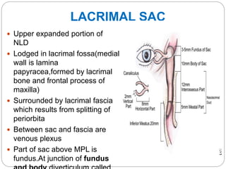  RELATIONS
Anteriorly to medial palpebral ligament
Posteriorly to posterior lacrimal crest and orbicularis
oculi
Medially...