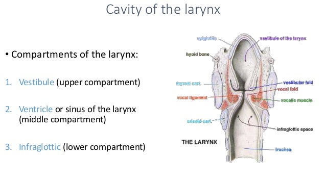 Anatomy of the larynx