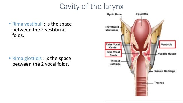 Anatomy of the larynx 