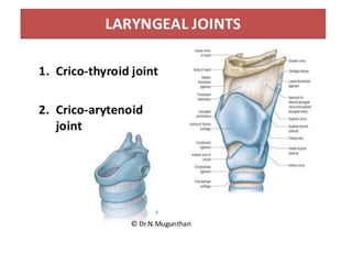 Comprehensive Anatomy and Function of the Human Larynx | PPTX