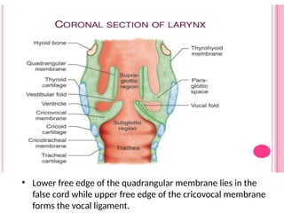 Comprehensive Anatomy and Function of the Human Larynx | PPTX