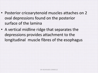 Midline Ridge Muscle ANATOMY_OF_THE_LARYNX.pptx