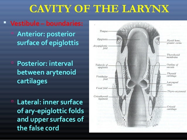 Anatomy of the larynx by arijit